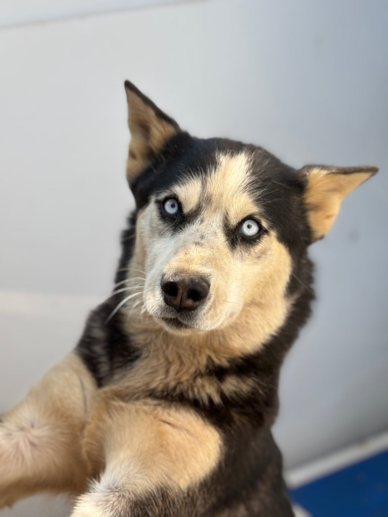 Zorra//ADOPTED