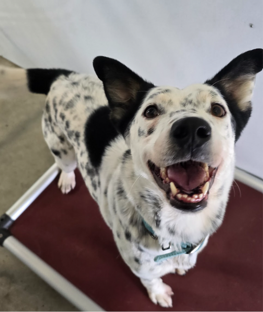 Pongo