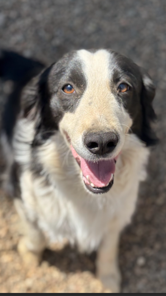 Peanut
