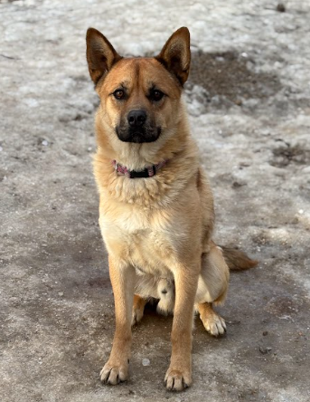 Grizzly//ADOPTED